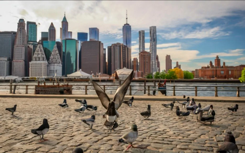 Jak długo żyją gołębie miejskie