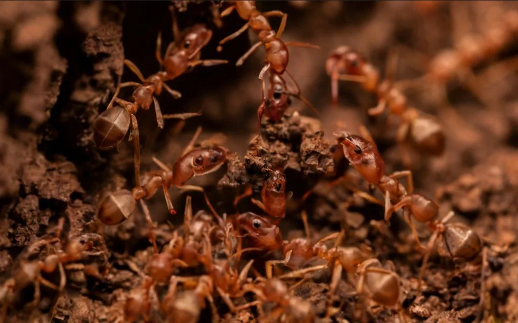 Jak długo żyją mrówki