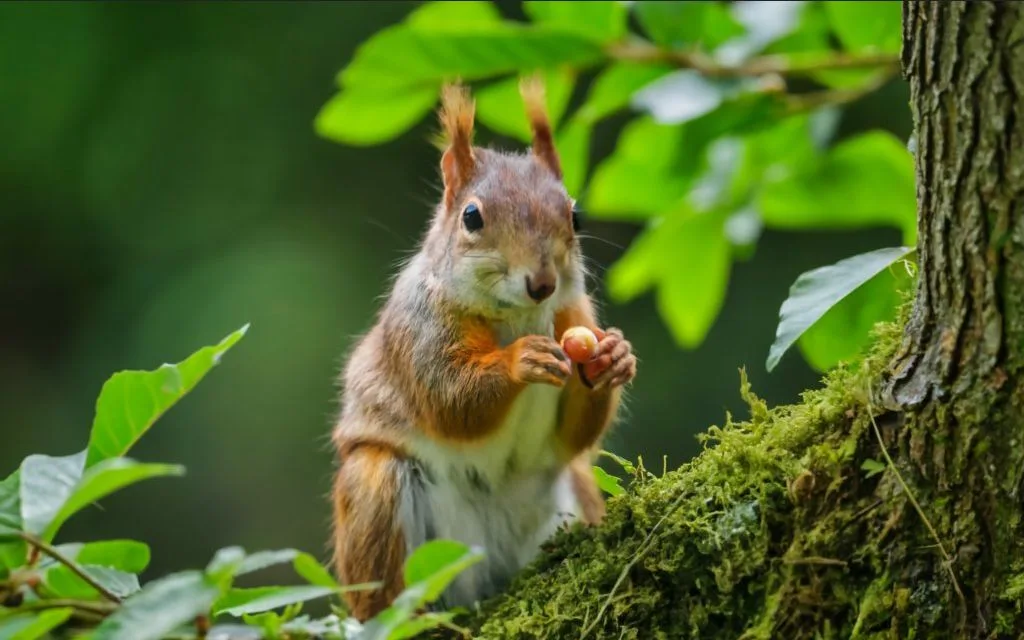Jak długo żyją wiewiórki